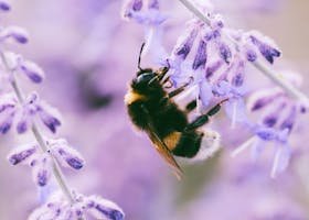 Close-up of a bumblebee collecting nectar from a lavender bloom, showcasing nature